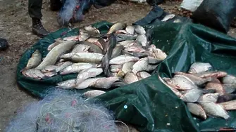 Заловиха бракониер на риба в частен водоем в Лом