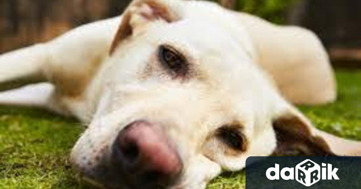 Служители на РУ Лом издирват извършител, умъртвил бездомно куче в