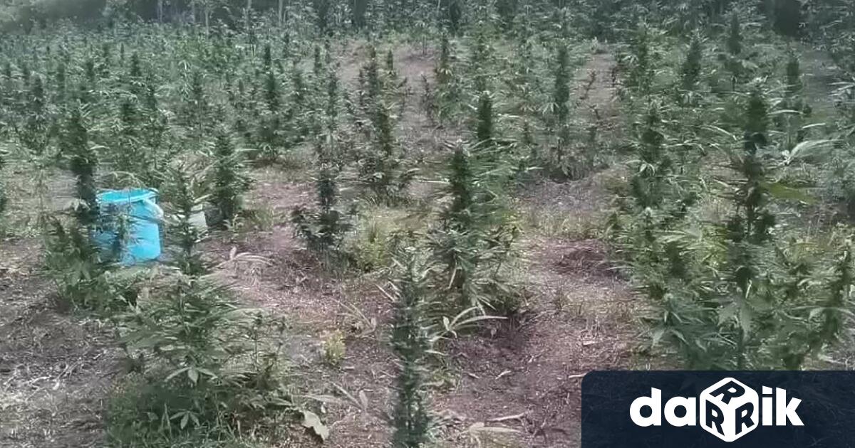97 растения канабис са изкоренени от служители на РУ Кюстендил