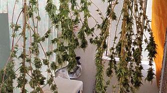 Служители от Първо РУ са установили растения канабис в жилището