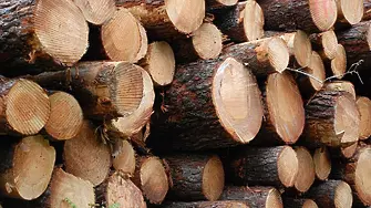 17 кубика незаконна дървесина намериха във видинското с. Кутово