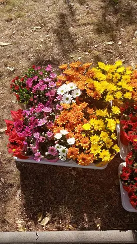 Засадиха близо 13 000 есенни цветя в Сливен, започнаха и кражбите им
