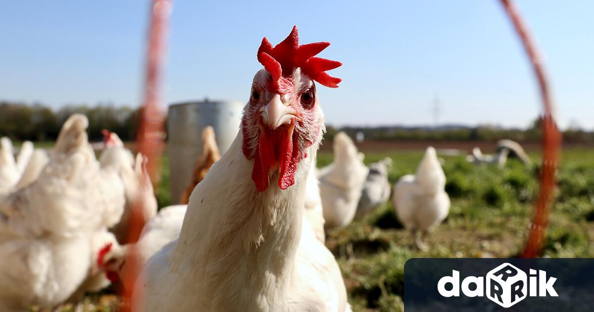 Огнище на инфлуенца в обект за отглеждане на кокошки носачки