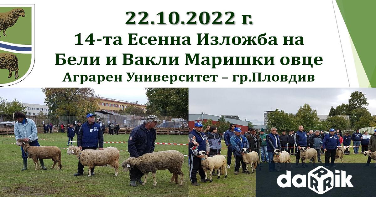 14-та Есенна изложба на бели и вакли маришки овце ще