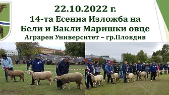 14-та Есенна изложба на бели и вакли маришки овце събира фермери от цялата страна