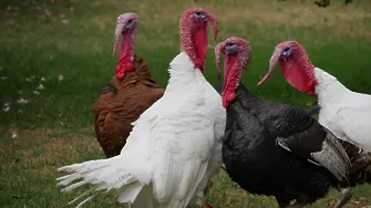 Нидерландия умъртви около 44 000 пуйки, за да овладее птичия грип