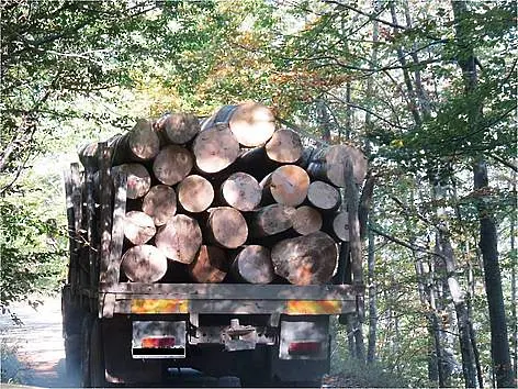 Откриха незаконно придобити дърва за огрев на 4 адреса във врачанско