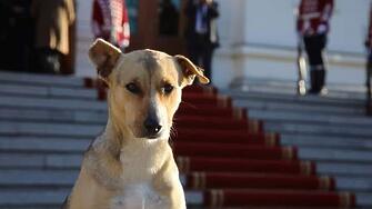 Кучето което посрещна депутатите на откриването на 48 то Народно