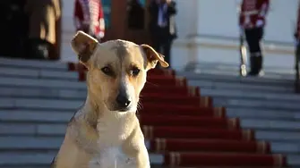 „241-ви народен представител“: Кучето пред парламента вече си има дом