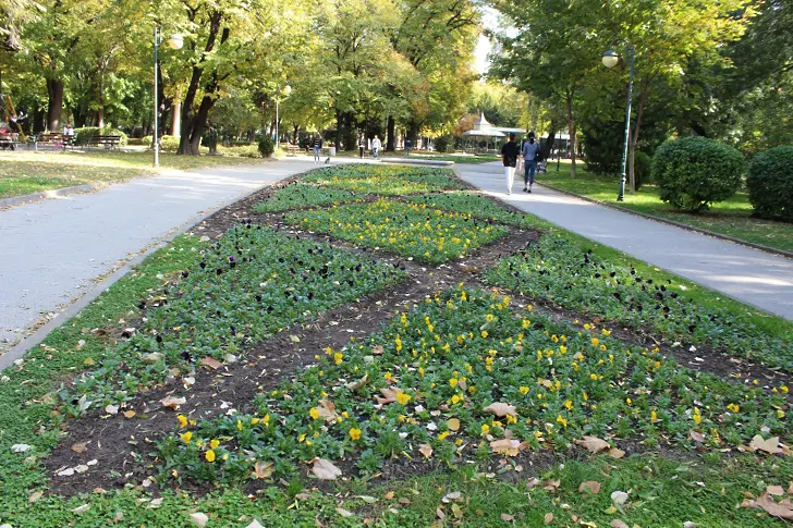 Разкрасяват Пловдив със стотици хиляди есенни цветя