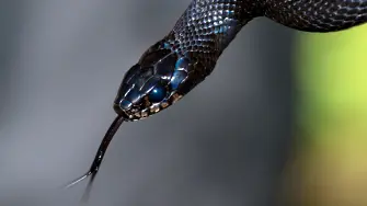 Пътник намери змия на полет в САЩ