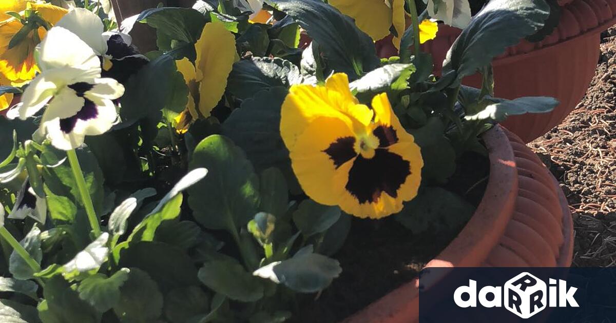 В навечерието на 1 ноември, ОП Озеленяване“ извърши обновяване на