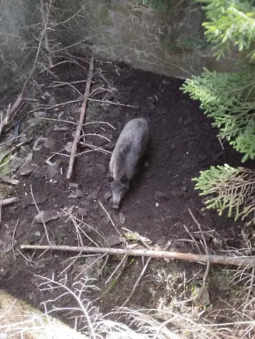 Спасителна акция за попаднало диво прасе в яма организираха ловци от Момчиловци 