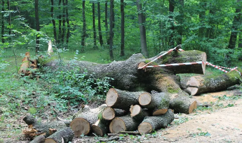 Бракониери заплашиха горски служители, които ги хванали с незаконни дърва