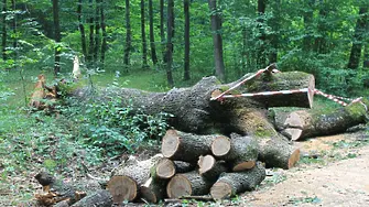 Бракониери заплашиха горски служители, които ги хванали с незаконни дърва