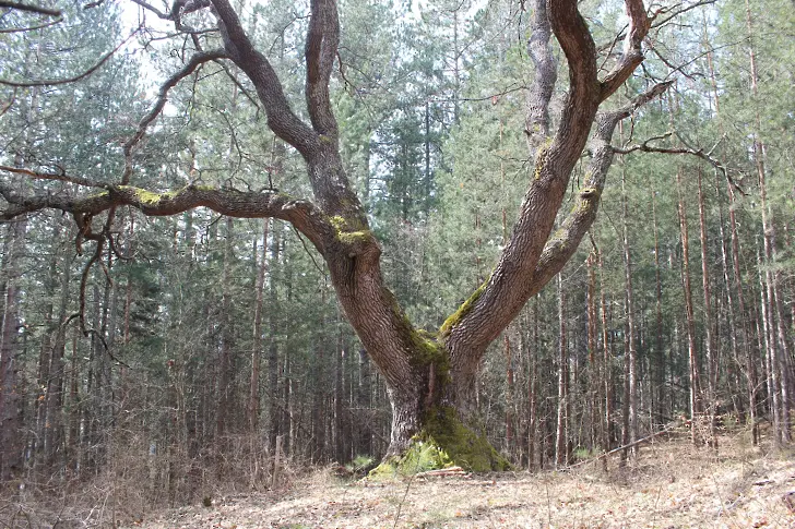 Дърво на 450 години в трънско е застрашено от неоснователно отсичане