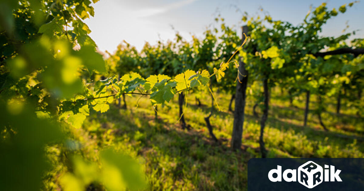 Атанас Василев, председателят на“Асоциацията на лозаритесподели актуалните проблеми и трудности