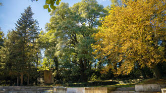 в Харманли участва в в категорията за най обичано българско дърво