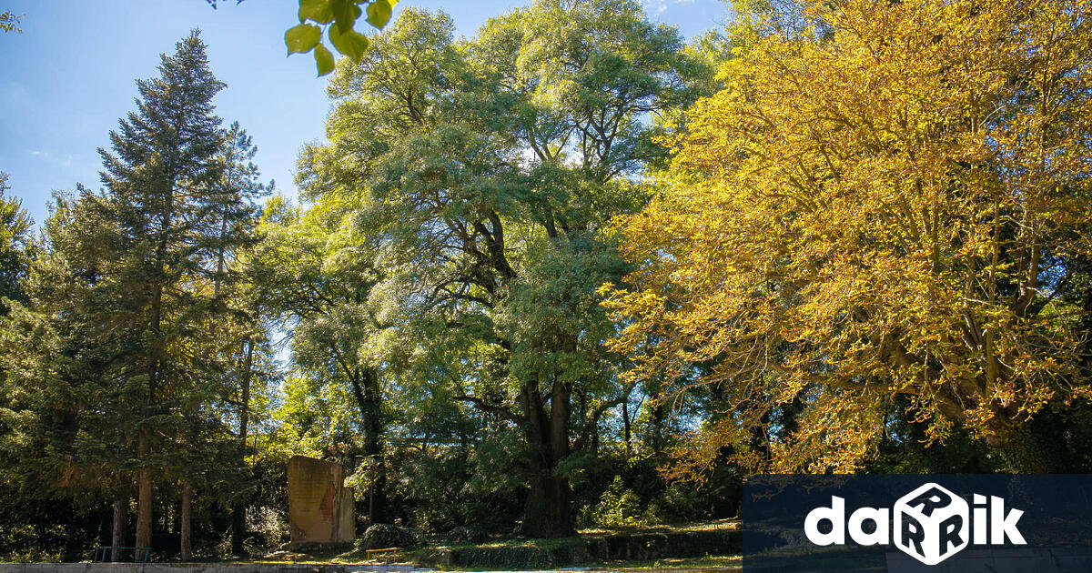 в Харманли, участва в в категорията за най-обичано българско дърво,