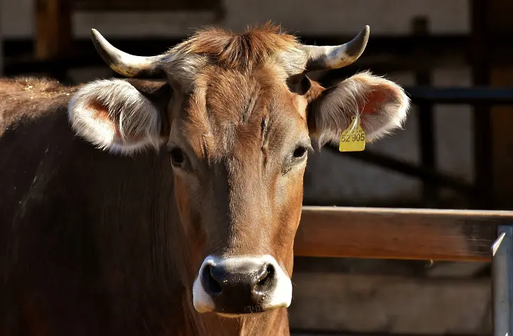 Огнище на туберкулоза по говедата е открито в Стрелча