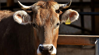 Първично огнище на туберколоза по говедата е установено в животновъден