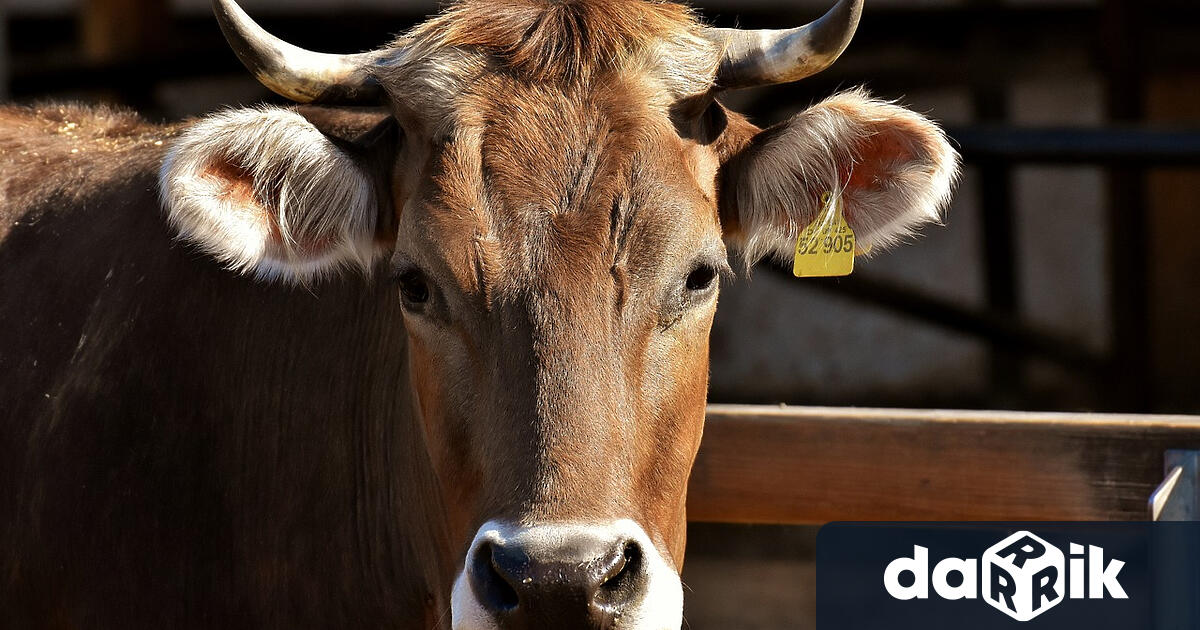 Първично огнище на туберколоза по говедата е установено в животновъден