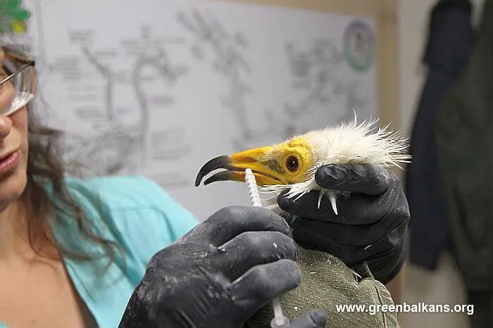 В добро здраве ще посрещнат зимата египетските лешояди в Спасителния център за диви животни на „Зелени Балкани“