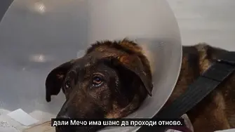 Полицията издирва насилник, тормозил жестоко с часове бездомното куче Мечо