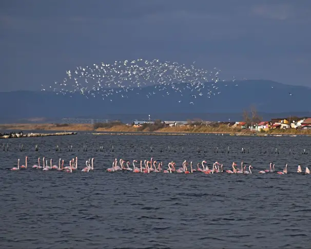 Необичайно и красиво: Поморийското езеро стана зимна спирка за розовото фламинго 