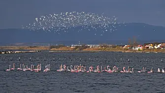 Необичайно и красиво: Поморийското езеро стана зимна спирка за розовото фламинго 