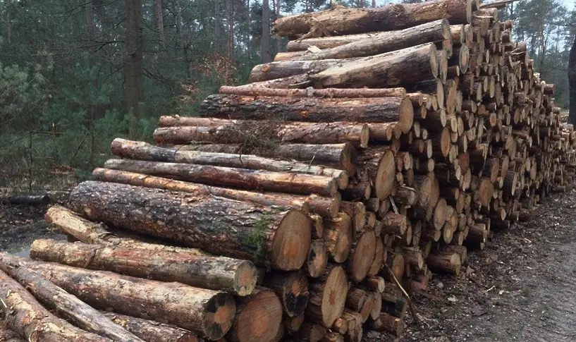 Проверяват незаконен добив на дървесина в Костино