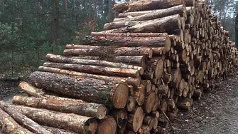 Проверяват незаконен добив на дървесина в Костино