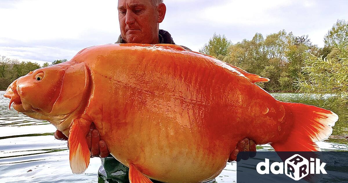 Британски рибар хванаогромна златна рибка по време на риболов с
