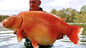 Рибар хвана 30-килограмова златна рибка (снимки)