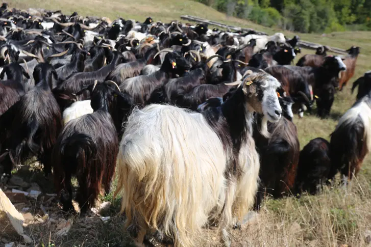Mестните породи овце и кози отвъд прага на застрашеност изпадат от подпомагане?