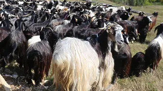 Mестните породи овце и кози отвъд прага на застрашеност изпадат от подпомагане?