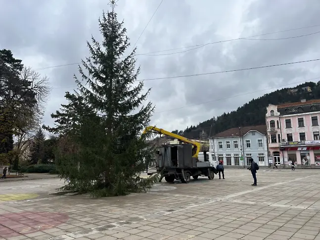 12-метровата елха ще грейне на 5 декември