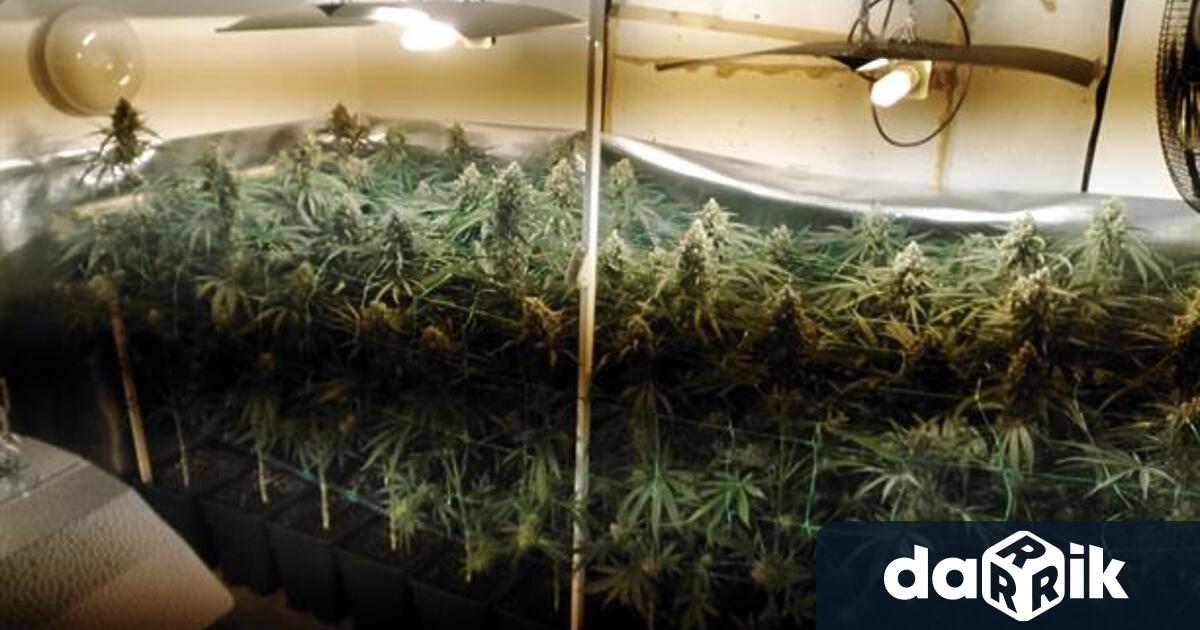 На 23 ноември криминалисти от РУ Дряново предприели претърсване в