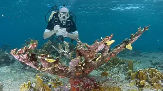 ОНН: Големият бариерен риф в Австралия се намира в „опасност“