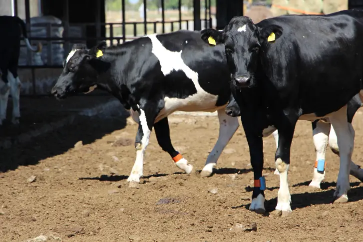Млечни крави под селекция ще вземат с над 35% по-малко от догодина?
