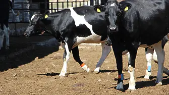 Млечни крави под селекция ще вземат с над 35% по-малко от догодина?