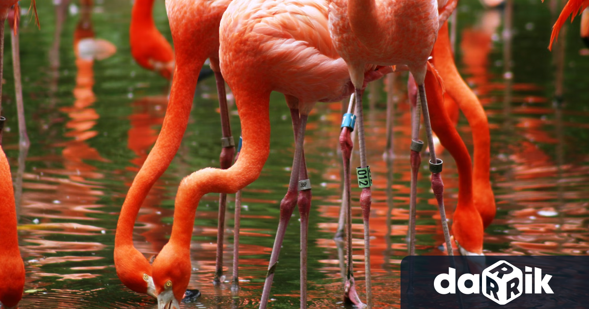 Уникална гледка наблюдават от близо месец посетителите на солените езера