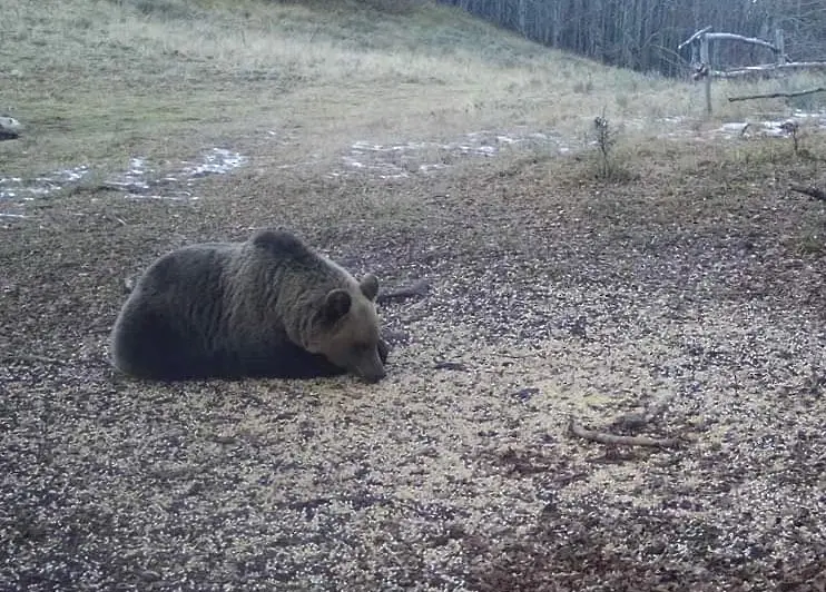 16 нападения на мечки през ноември в Смолянско