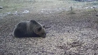 16 нападения на мечки през ноември в Смолянско