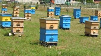 Кражба на над 90 пчелни кошера са разкрили полицаи от