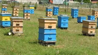 Жена задигнала над 90 пчелни кошера в Кърджали