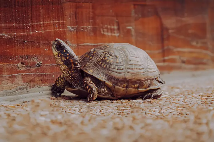 Най-старата костенурка в света навърши 190 години