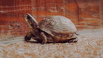 Джонатан най старата костенурка в света навърши 190 годинина британския остров