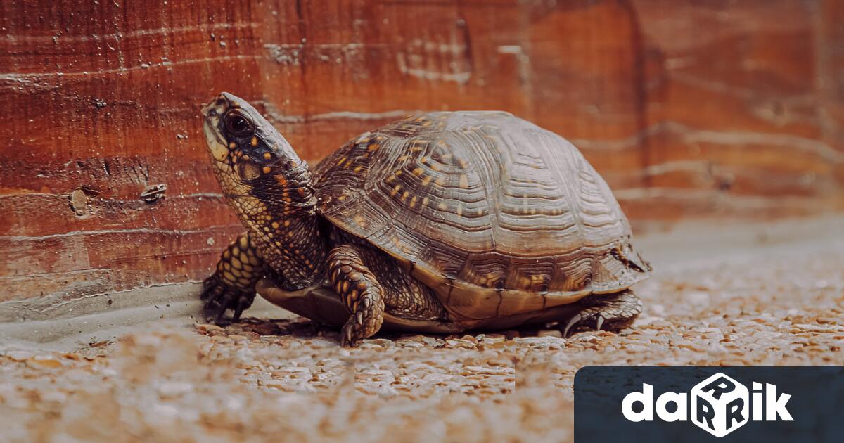Джонатан, най-старата костенурка в света навърши 190 годинина британския остров