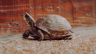 Най-старата костенурка в света навърши 190 години
